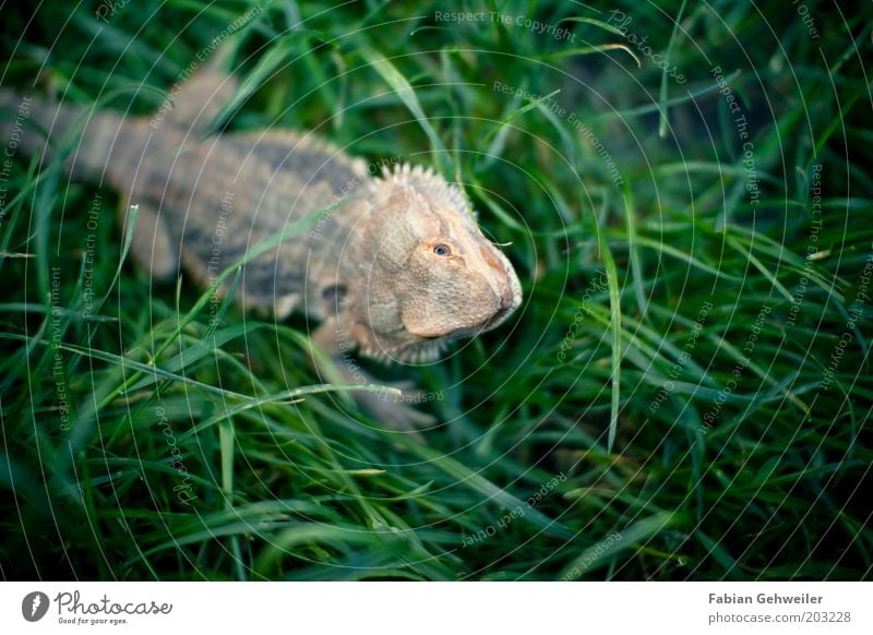 Jurassic Garden II Environment Nature Summer Beautiful weather Grass Meadow Animal face Scales Reptiles 1 Observe Rotate Looking Exceptional Authentic Exotic