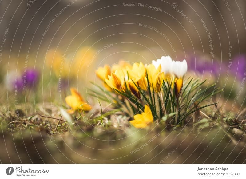 Spring meadow XII Relaxation Summer Garden Flower Blossom Meadow Growth Small Yellow Violet Pink Erfurt Little Venice Little Venice Erfurt Thuringia Crocus