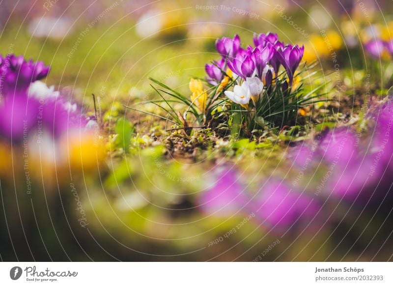 Spring meadow XIII Relaxation Summer Garden Flower Blossom Meadow Growth Small Yellow Violet Pink Erfurt Little Venice Little Venice Erfurt Thuringia Crocus