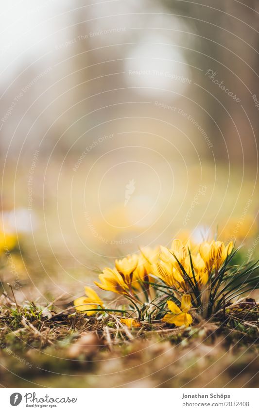 Spring meadow VII Relaxation Summer Garden Flower Blossom Meadow Growth Small Yellow Violet Pink Erfurt Little Venice Little Venice Erfurt Thuringia crocus