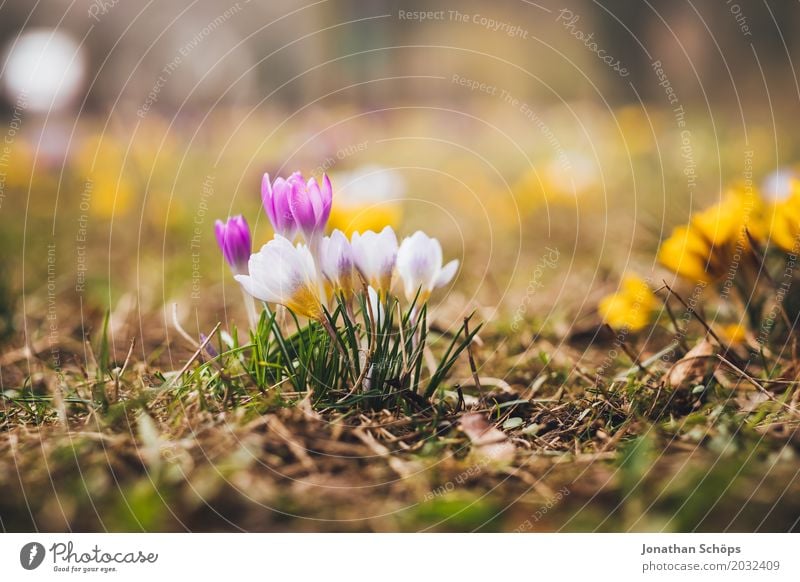 Spring meadow V Relaxation Summer Garden Flower Blossom Meadow Growth Small Yellow Violet Pink Erfurt Little Venice Little Venice Erfurt Thuringia Crocus