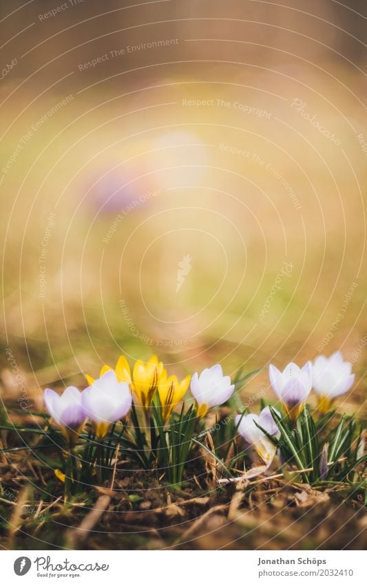 Spring meadow VI Relaxation Summer Garden Flower Blossom Meadow Growth Small Yellow Violet Pink Erfurt Little Venice Little Venice Erfurt Thuringia crocus