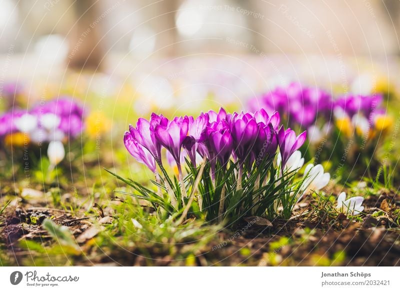 Spring meadow IX Relaxation Summer Garden Flower Blossom Meadow Growth Esthetic Small Yellow Violet Pink Joie de vivre (Vitality) Erfurt Little Venice