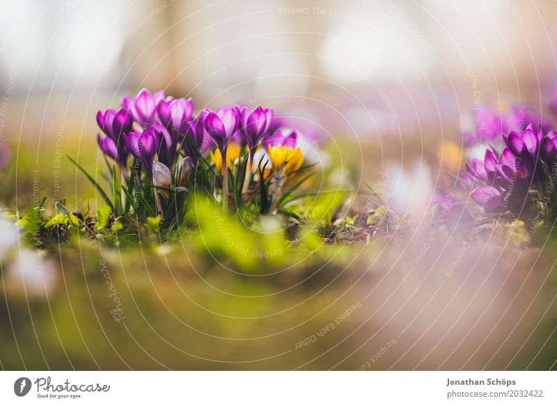 Spring meadow VIII Relaxation Summer Garden Flower Blossom Meadow Growth Small Yellow Violet Pink Erfurt Little Venice Little Venice Erfurt Thuringia crocus