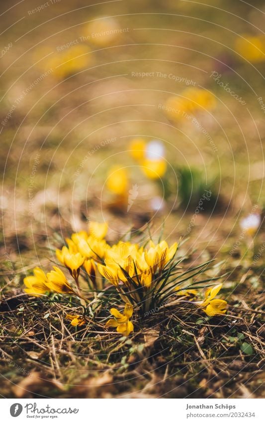 Spring meadow XV Relaxation Summer Garden Flower Blossom Meadow Growth Small Yellow Violet Pink Erfurt Little Venice Little Venice Erfurt Thuringia Crocus