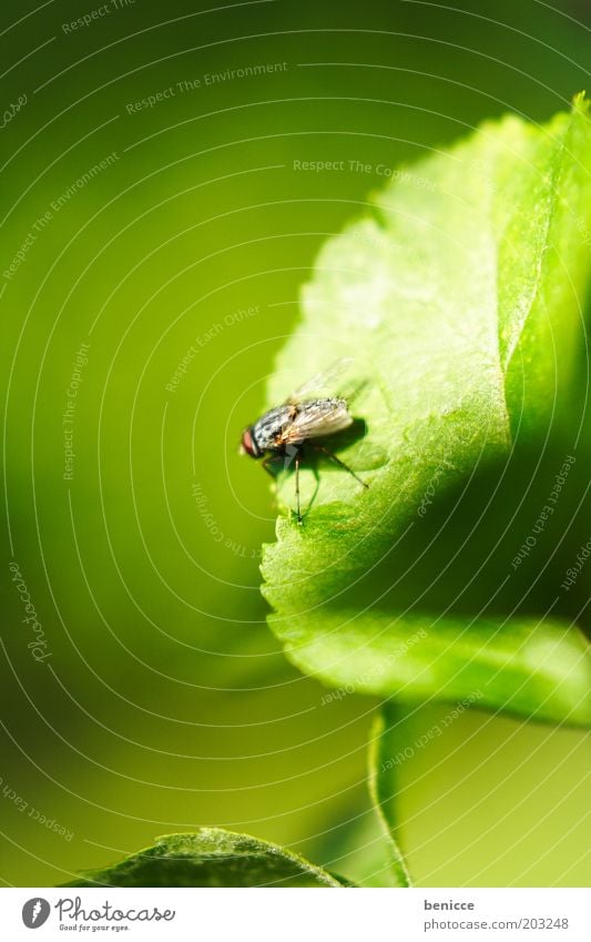 I believe I can fly Fly Insect Leaf Close-up Wing Green Nature Sit Macro (Extreme close-up) Plant Exterior shot