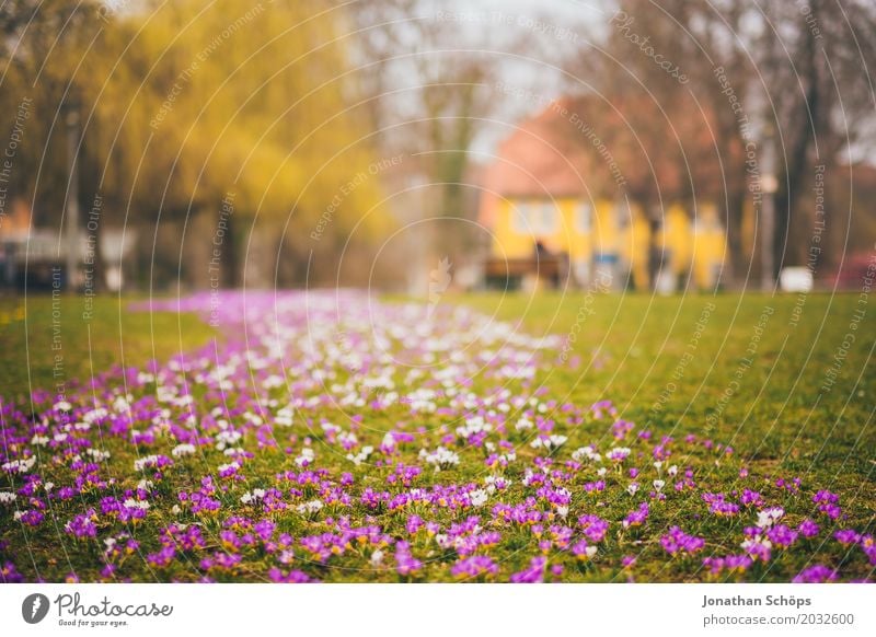 Spring meadow XI Relaxation Summer House (Residential Structure) Garden Flower Blossom Park Meadow Growth Small Many Yellow Violet Pink Idyll Carpet of flowers