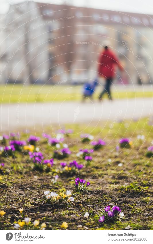 Easter walk I Relaxation Summer Human being Feminine 1 Spring Flower Blossom Park Meadow Lanes & trails Growth Yellow Violet Pink Erfurt Green space