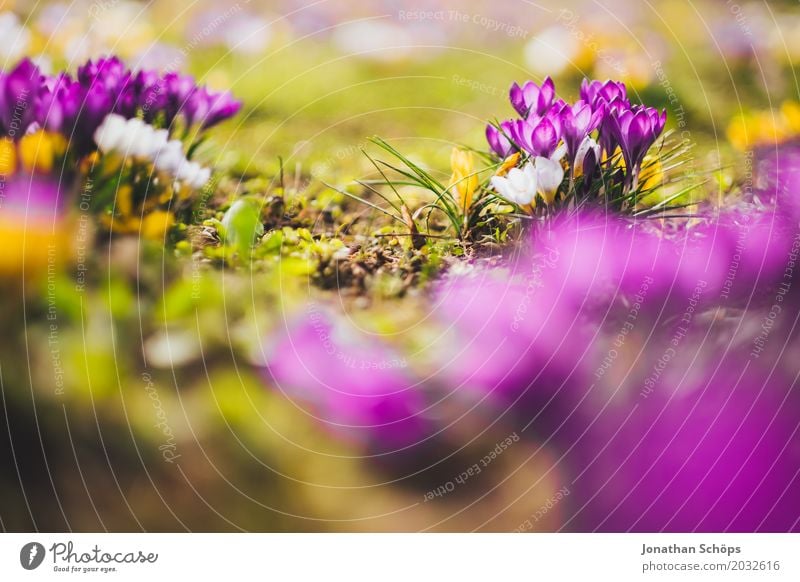 Spring meadow X Relaxation Summer Garden Flower Blossom Meadow Growth Small Yellow Violet Pink Erfurt Little Venice Little Venice Erfurt Thuringia crocus