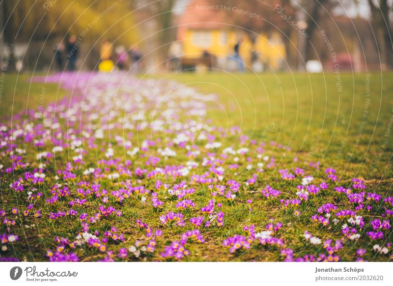 Spring meadow III Relaxation Summer House (Residential Structure) Garden Flower Blossom Park Meadow Growth Small Many Yellow Violet Pink Idyll sea of flowers