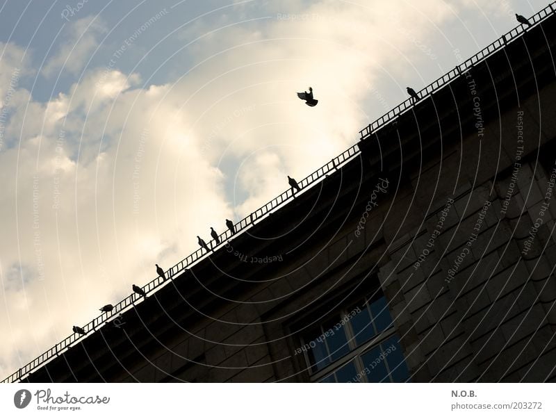 peace flyers Sky Clouds Manmade structures Facade Eaves Animal Pigeon Group of animals Peace Dove of peace Flying Peaceful Colour photo Exterior shot Deserted