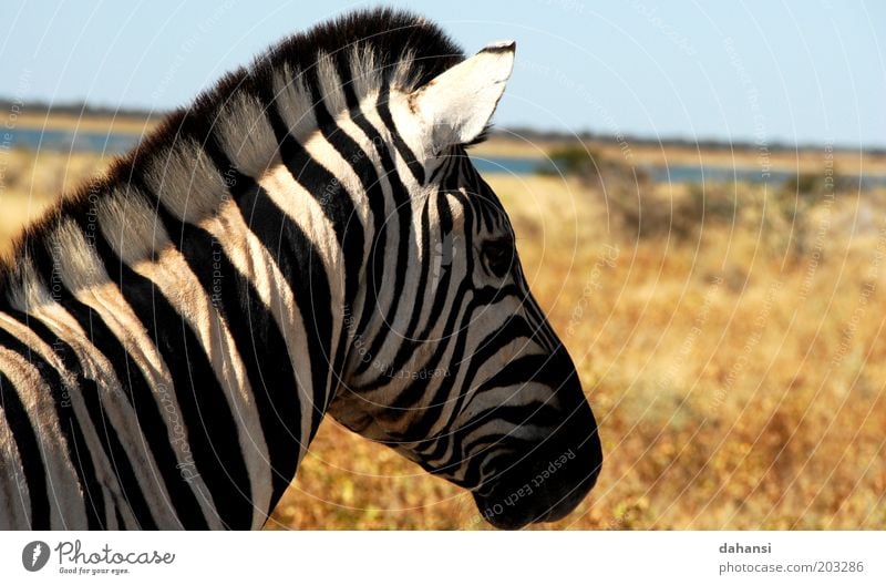 black & white Trip Safari Expedition Hunting Nature Landscape Warmth Drought Savannah Animal Wild animal Animal face Pelt Zebra 1 Wait Black White Calm