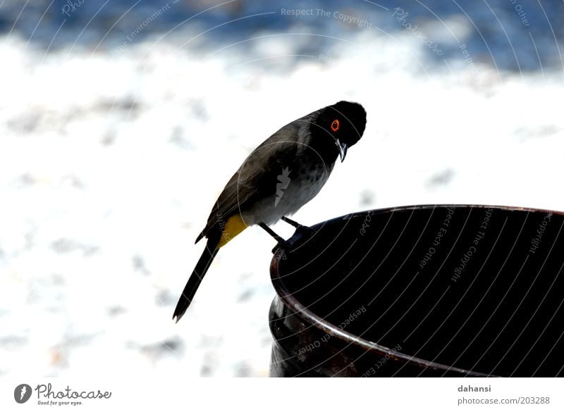 Curiosity meets black hole Animal Wild animal Bird 1 Observe Discover Looking Brash Free Nerviness Nature Colour photo Close-up Deserted Day Animal portrait Keg