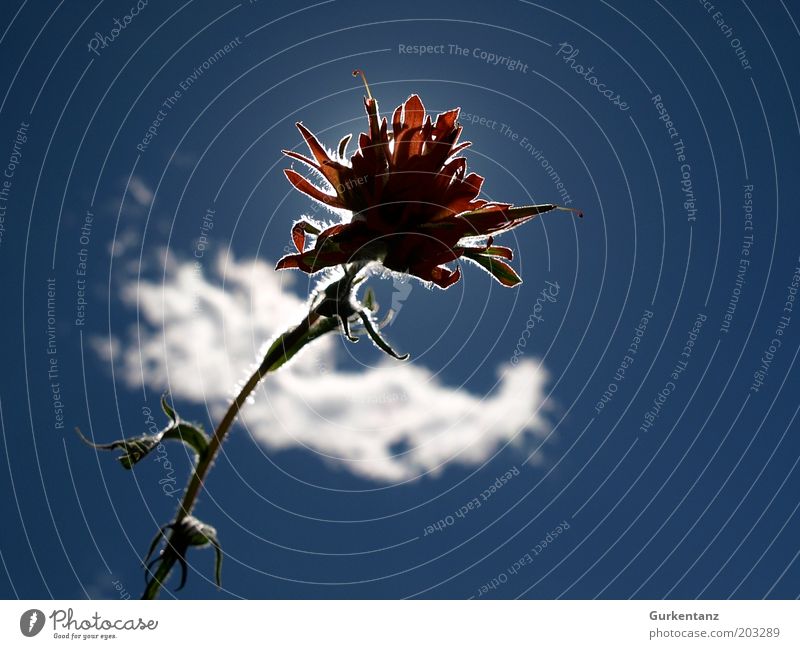 skyflower Plant Sky Clouds Sun Sunlight Beautiful weather Flower Blossom Blossoming Illuminate Natural Blue Red Esthetic Uniqueness Idyll Colour photo