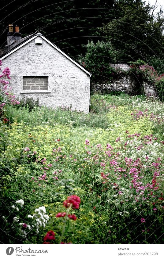 House in the green Living or residing House (Residential Structure) Garden Detached house Building Old Gloomy Wild Plant Unkempt Uninhabited Dark Witch's house