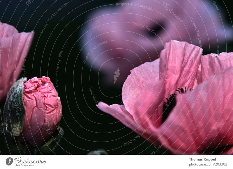 poppy Plant Flower Blossom Poppy Poppy blossom Poppy capsule Poppy leaf Beautiful Green Pink Black Colour photo Multicoloured Exterior shot Close-up Detail