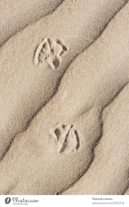 lines in sand Sand Sandy beach Tracks Line Elegant Nature Ocean Coast Tracking Bright Smooth Curved Colour photo Exterior shot Deserted Day Contrast