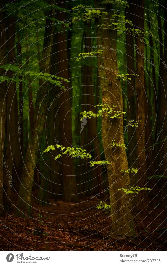 spring forest Nature Tree Beech tree Beech wood Forest Dark Natural Brown Green Power Calm Idyll Growth Colour photo Exterior shot Deserted Day