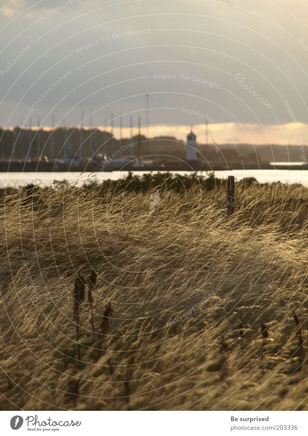 Evening sun over Arö Denmark Nature Landscape Plant Water Sky Clouds Sunlight Summer Weather Wind Rain Grass Meadow Coast Lakeside Baltic Sea Island