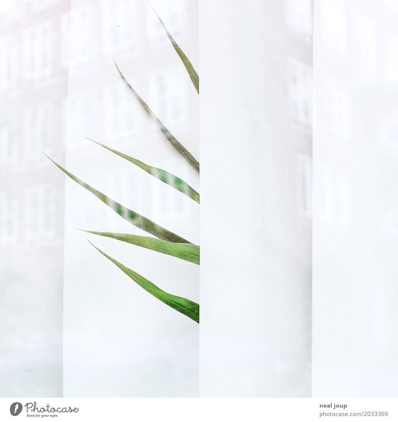 Single leaves of a lonely office plant look through the blinds Office Foliage plant Pot plant Houseplant Window Venetian blinds Sadness Faded Wait Gloomy Green