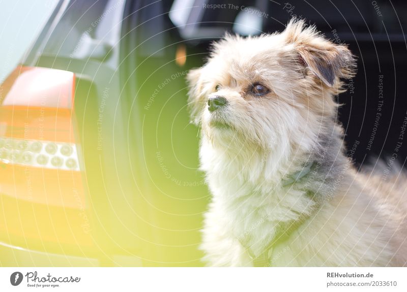 Dog sits in the trunk of a car Trip Animal Pet Exterior shot Watchfulness Forward Animal portrait Shallow depth of field Small Cute Curiosity Deserted