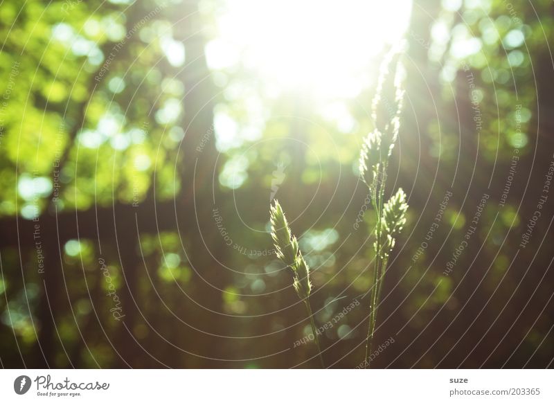 backlight Summer Garden Environment Nature Plant Spring Beautiful weather Grass Illuminate Growth Natural Green Hope Fence Awareness Bright spot Blade of grass