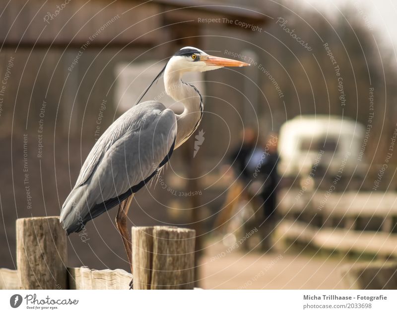 Heron on the fence Human being Woman Adults Man 2 Animal Sun Sunlight Beautiful weather Village House (Residential Structure) Hut Mobile home Trailer