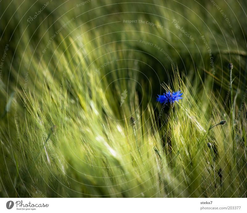 blue Landscape Plant Agricultural crop Wild plant Field Blossoming Fragrance Soft Blue Green Loneliness Uniqueness Cornflower Grain field Summer Colour photo