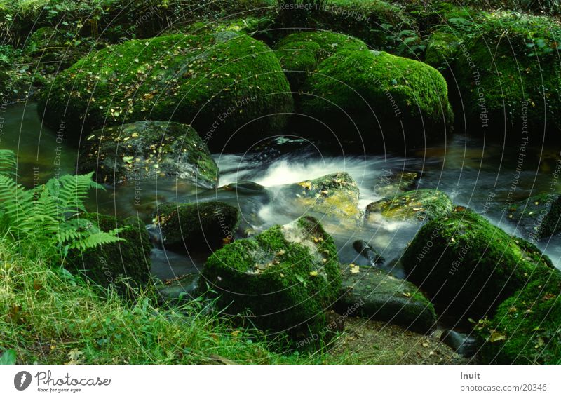 brook England National Park Stone Rock Water Dartmoor Moss