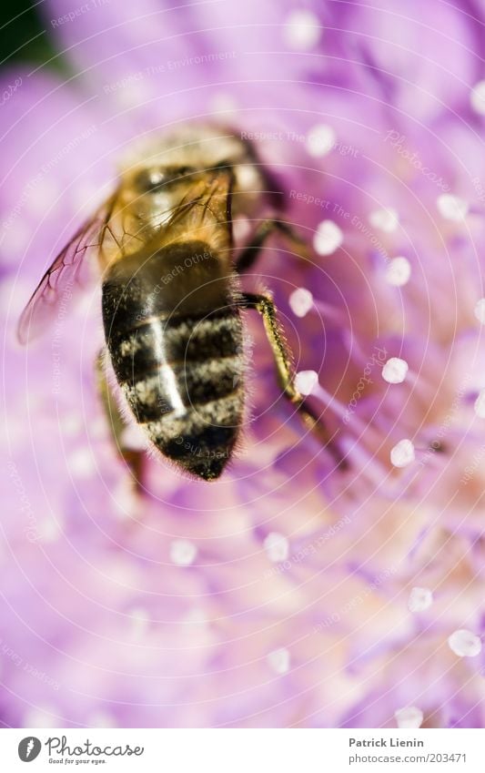 give me the food Nature Animal Summer Plant Flower Wild plant Bee Wing 1 Nectar Near Bottom Stripe Beautiful Colour Timeless Colour photo Detail