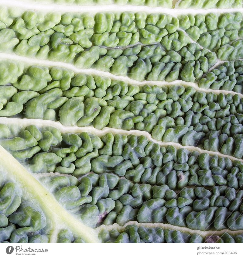 savoy cabbage Vegetable Leaf Fresh Natural Green Colour photo Close-up Detail Macro (Extreme close-up) Structures and shapes Savoy cabbage Vitamin Food Day