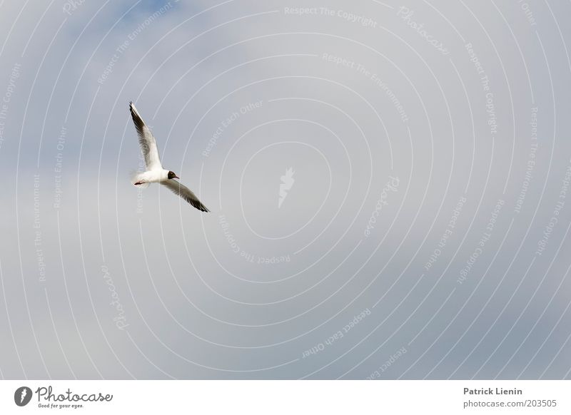 Weightless Nature Animal Air Sky Clouds Summer Flying Seagull Hover Weightlessness Beautiful Wing Black Bird Mud flats Colour photo Exterior shot Deserted