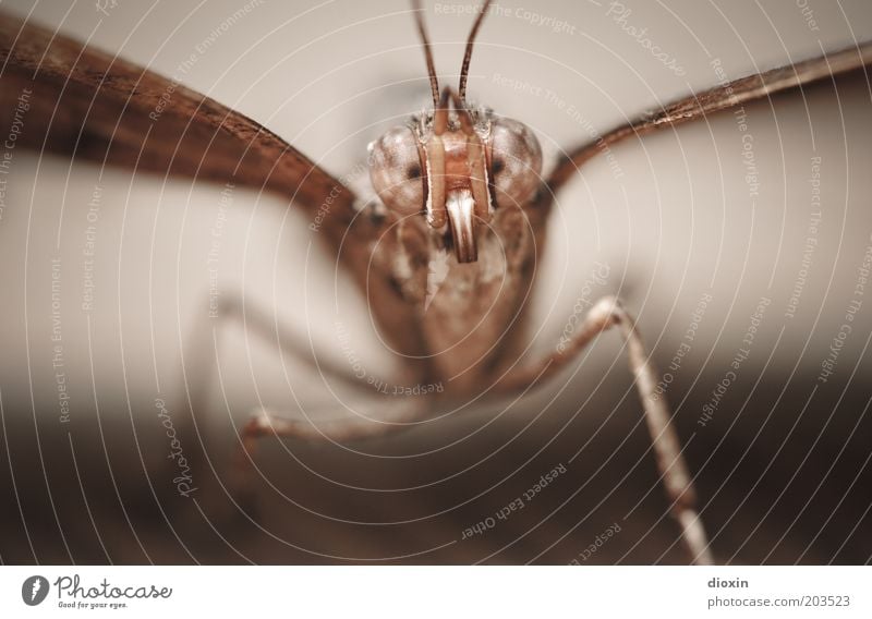 Can those eyes lie? Animal Butterfly Animal face Wing Eyes Compound eye Feeler Legs 1 Observe Small Brown Insect Colour photo Close-up Detail