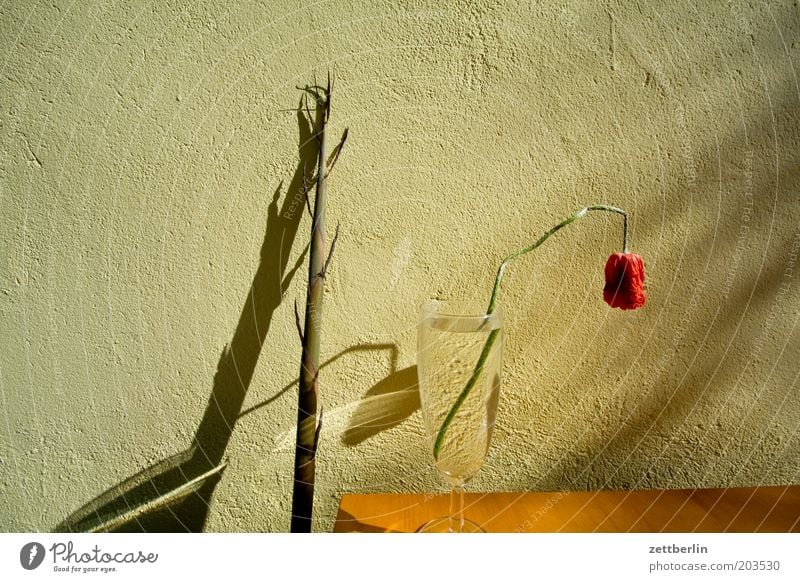 Bamboo and poppy seeds Flower Bamboo stick Glass Water Tumbler Wall (building) Facade Shadow Streak of light Blossom Faded Spring Poppy blossom Grief Sadness