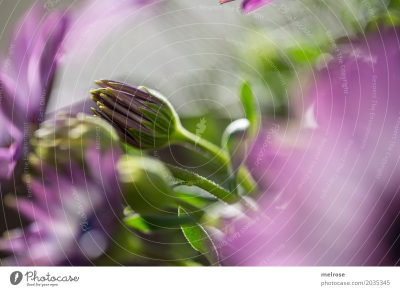 tilt Nature Sunlight Spring Beautiful weather Plant Flower Leaf Blossom Wild plant Pot plant Bud Flower stem Blur Play of colours Summery Point of light