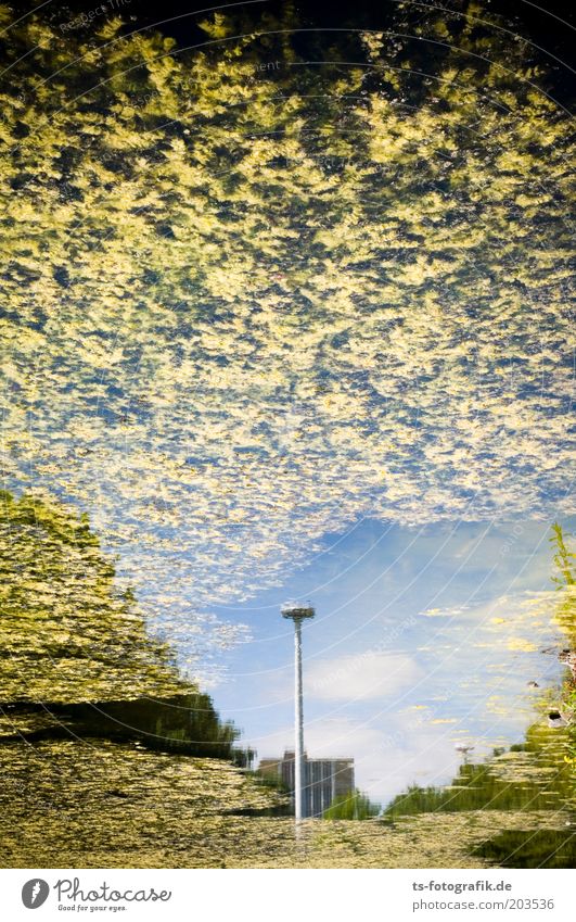 Yellow woolly mice attack! Water Sky Clouds Spring Summer Plant Lakeside Pond Surface of water Water reflection Mirage Algae Aquatic plant Street lighting