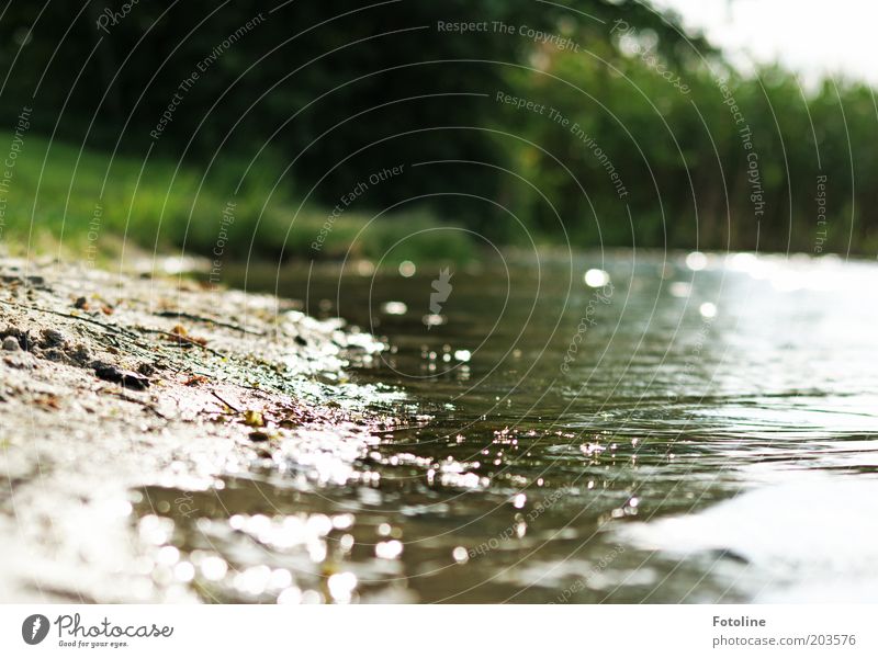 Summer at the lake Environment Nature Plant Water Climate Weather Beautiful weather Warmth Park Coast Lakeside Hot Bright Colour photo Subdued colour