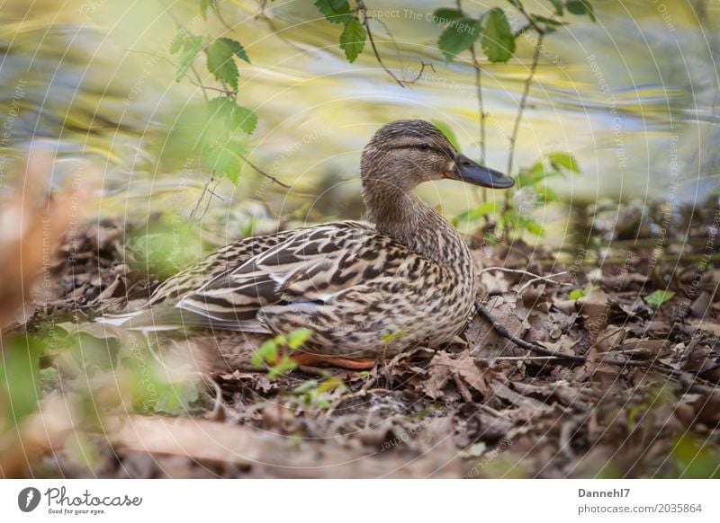 lady's duck Environment Nature Water Spring Summer Leaf leaves Lakeside Animal Wild animal Duck Duck birds female 1 Trust Safety Protection Safety (feeling of)