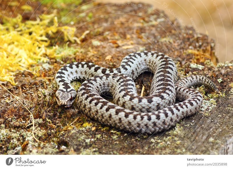 common european adder basking in natural habitat Beautiful Nature Animal Wild animal Snake Natural Gray Black Fear Dangerous European Reptiles venomous