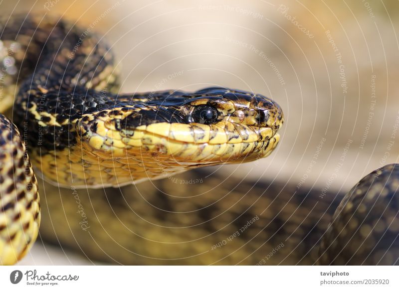 macro portrait of beautiful european snake Beautiful Adults Mouth Nature Animal Snake Large Long Natural Wild Brown Dangerous Reptiles wildlife elaphe