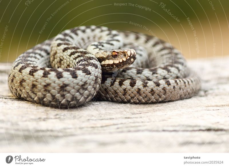 male european common viper basking on stump Man Adults Nature Landscape Animal Wild animal Snake Brown Gray Black Fear Dangerous vipera berus Crossed adder