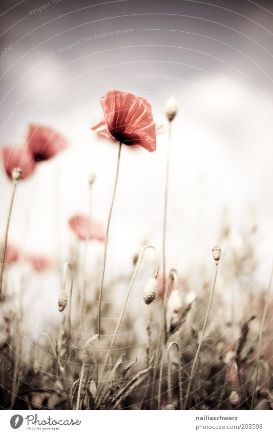 poppies Environment Nature Plant Sky Sunlight Spring Summer Weather Beautiful weather Flower Grass Blossom Wild plant Poppy Poppy blossom Poppy field