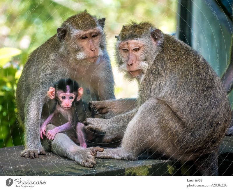 Monkey family / Monkey family Exotic Vacation & Travel Tourism Adventure Far-off places Environment Nature Animal Summer Beautiful weather uluwatu Bali