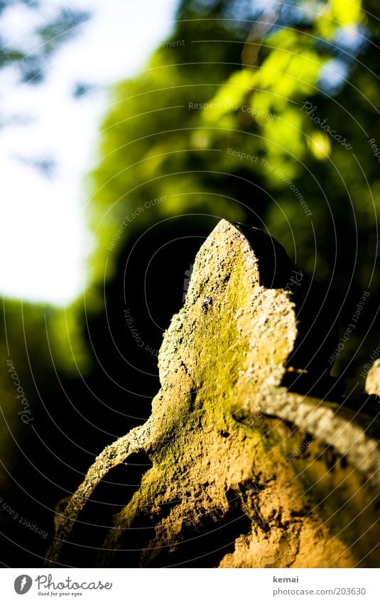 Gravestone Tip Environment Nature Sunlight Summer Climate Beautiful weather Moss Cemetery Tombstone Point Decoration Work of art Illuminate Bright Yellow Green