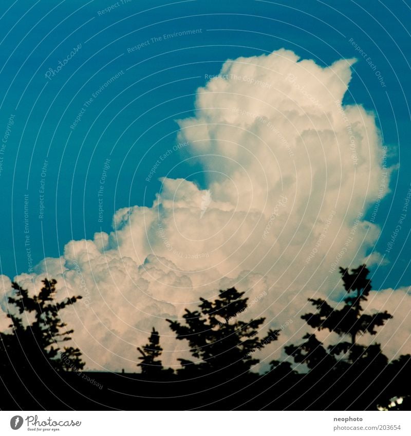 Cloud 7 Sky Clouds Blue Black White Cumulus Mount up Coniferous trees Silhouette Weather Colour photo Exterior shot Deserted Copy Space top