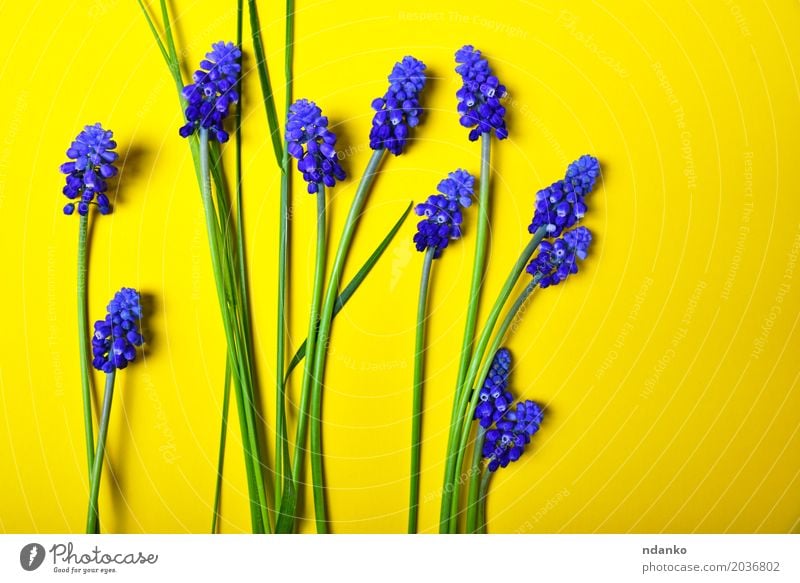 Yellow background with blue flowers, mouse hyacinth Decoration Valentine's Day Mother's Day Birthday Nature Plant Flower Leaf Blossom Bouquet Fresh Bright