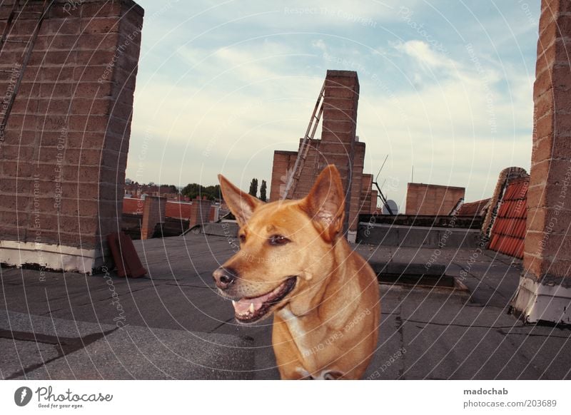 HEINZ Roof Chimney Animal Pet Dog Trust Safety Protection Sympathy Loyalty Beautiful Elegant Freedom Serene Life Joie de vivre (Vitality) Colour photo