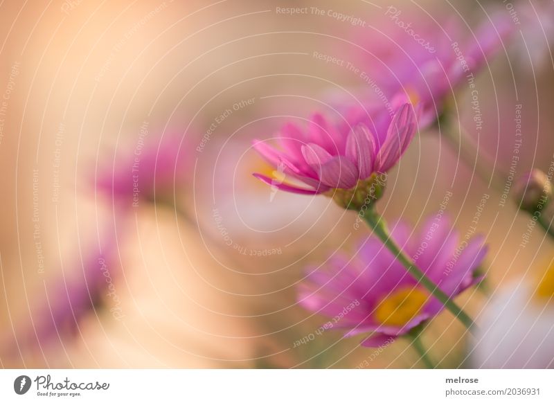 summer breeze Valentine's Day Mother's Day Nature Plant Spring Beautiful weather Flower Blossom Wild plant Marguerite Daisy Family petals Flower stem Park Dye