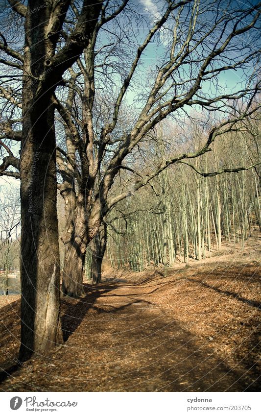 Just before Relaxation Calm Environment Nature Landscape Autumn Tree Park Forest Transience Change Lanes & trails Time Cold Air Colour photo Exterior shot