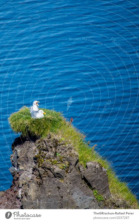 birds Animal Wild animal Bird Emotions Happiness Blue Green Cliff Nest Nest-building Love Lovers Stone Ocean Grass Together Seagull Beak Colour photo